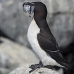 razorbill_msi_v_2757_can2144.jpg